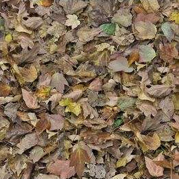 Flotex Vision Autumn Leaves 000509 - Contract Flooring
