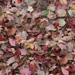 Flotex Vision Red Leaves 000532 - Contract Flooring